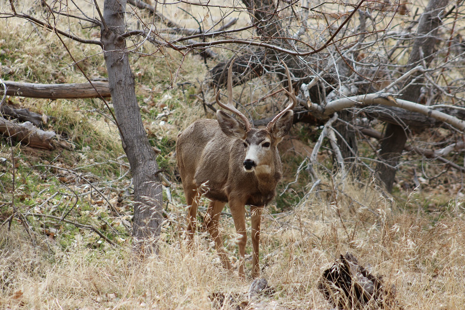 Cover Image for Mule Deer In Southern Utah